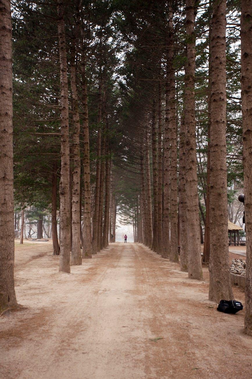 Full Nami Island — South Korea