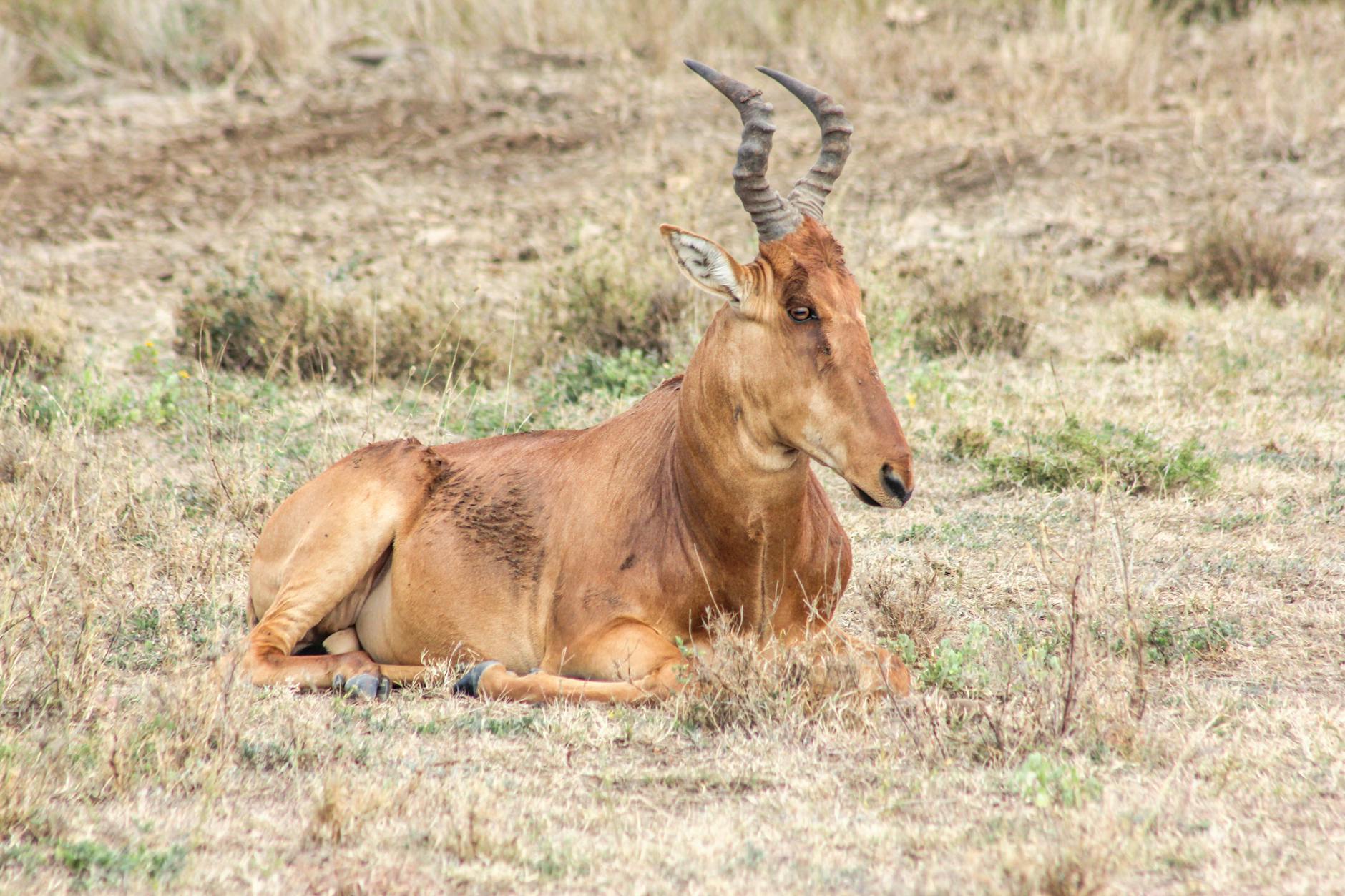 Naivasha Masai Mara — Kenya