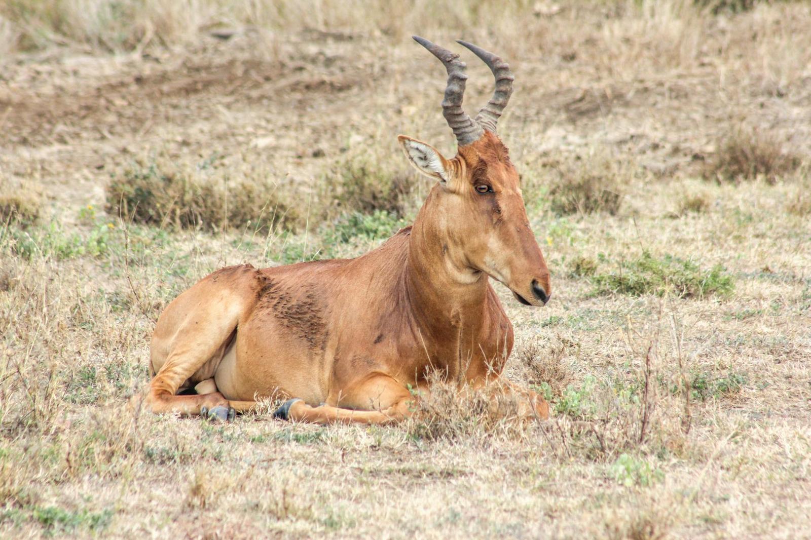 Naivasha Masai Mara — Kenya