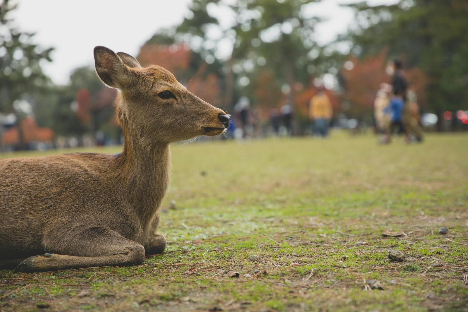 Deer resting on grass with autumn foliage and strolling visitors behind it