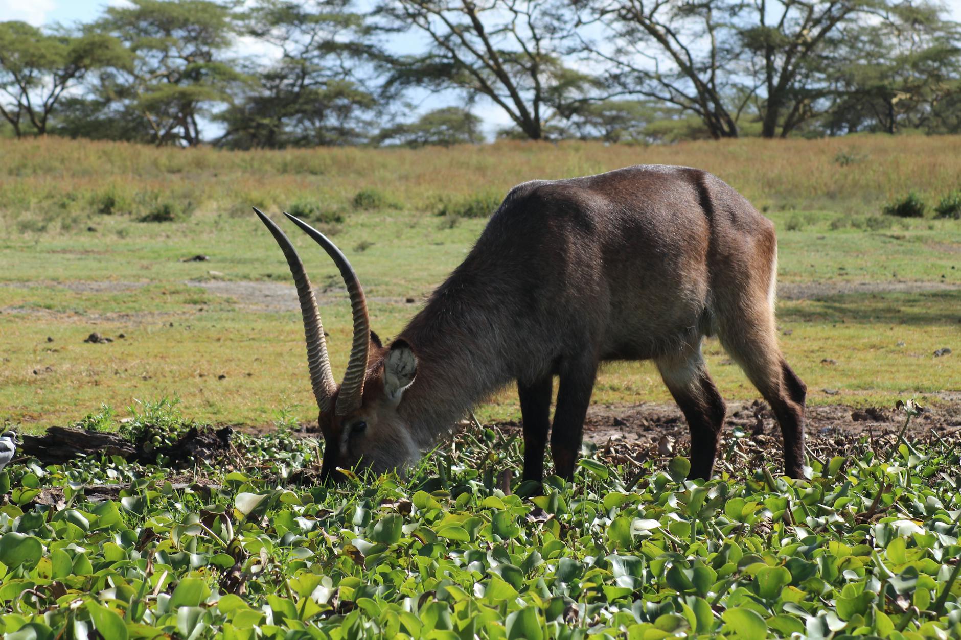 Lake Naivasha, Kenya