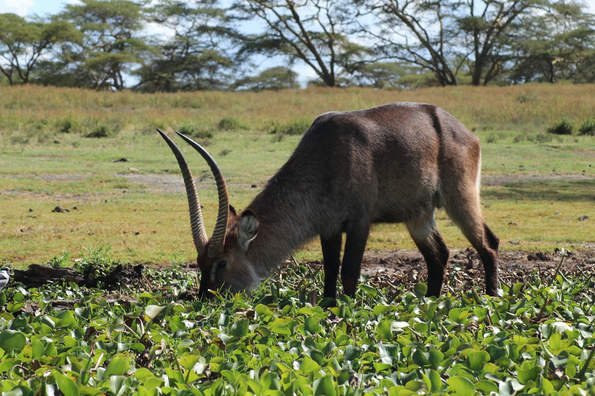 A long-horned antelope grazing among green water plants