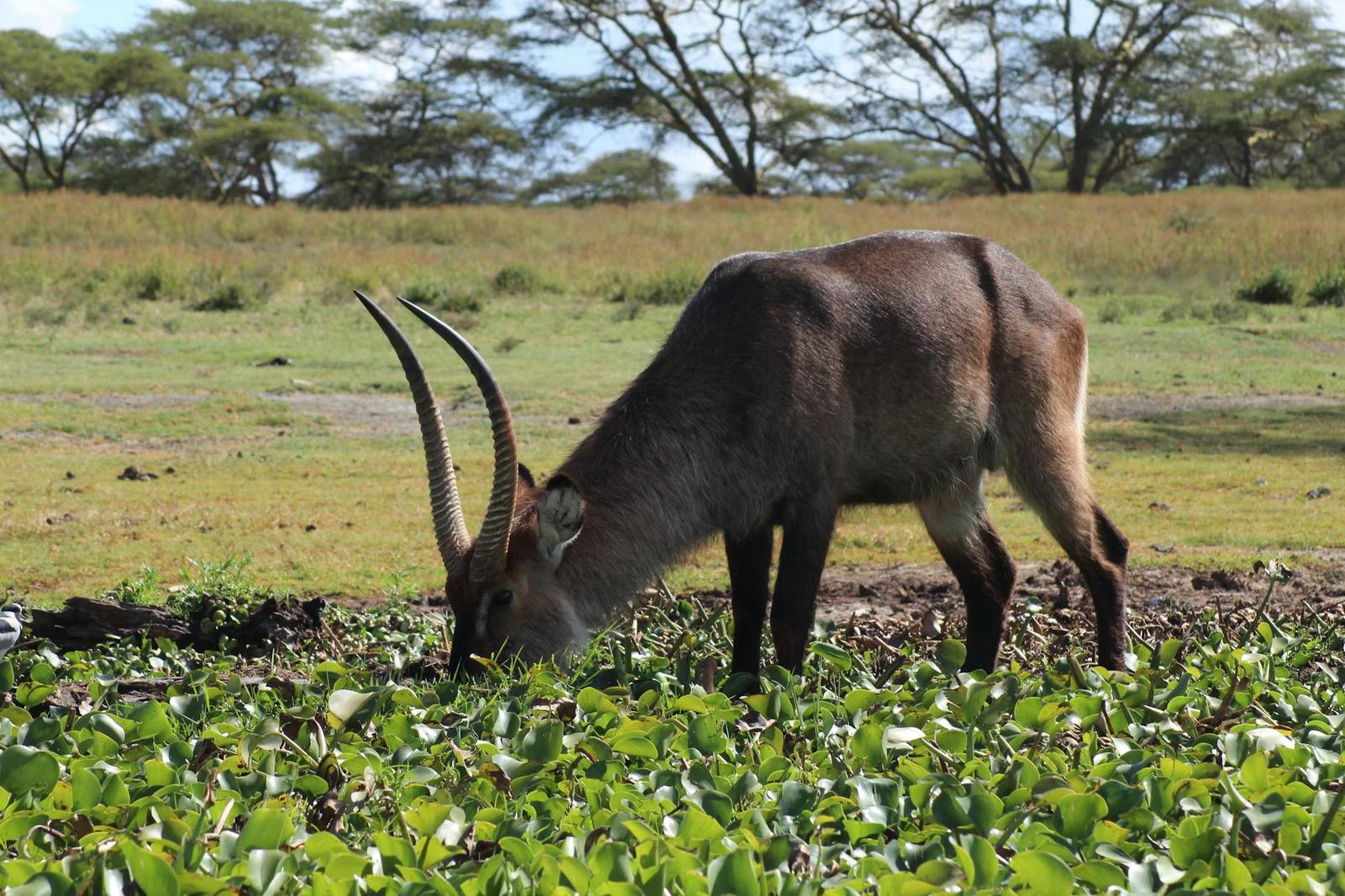 A long-horned antelope grazing among green water plants
