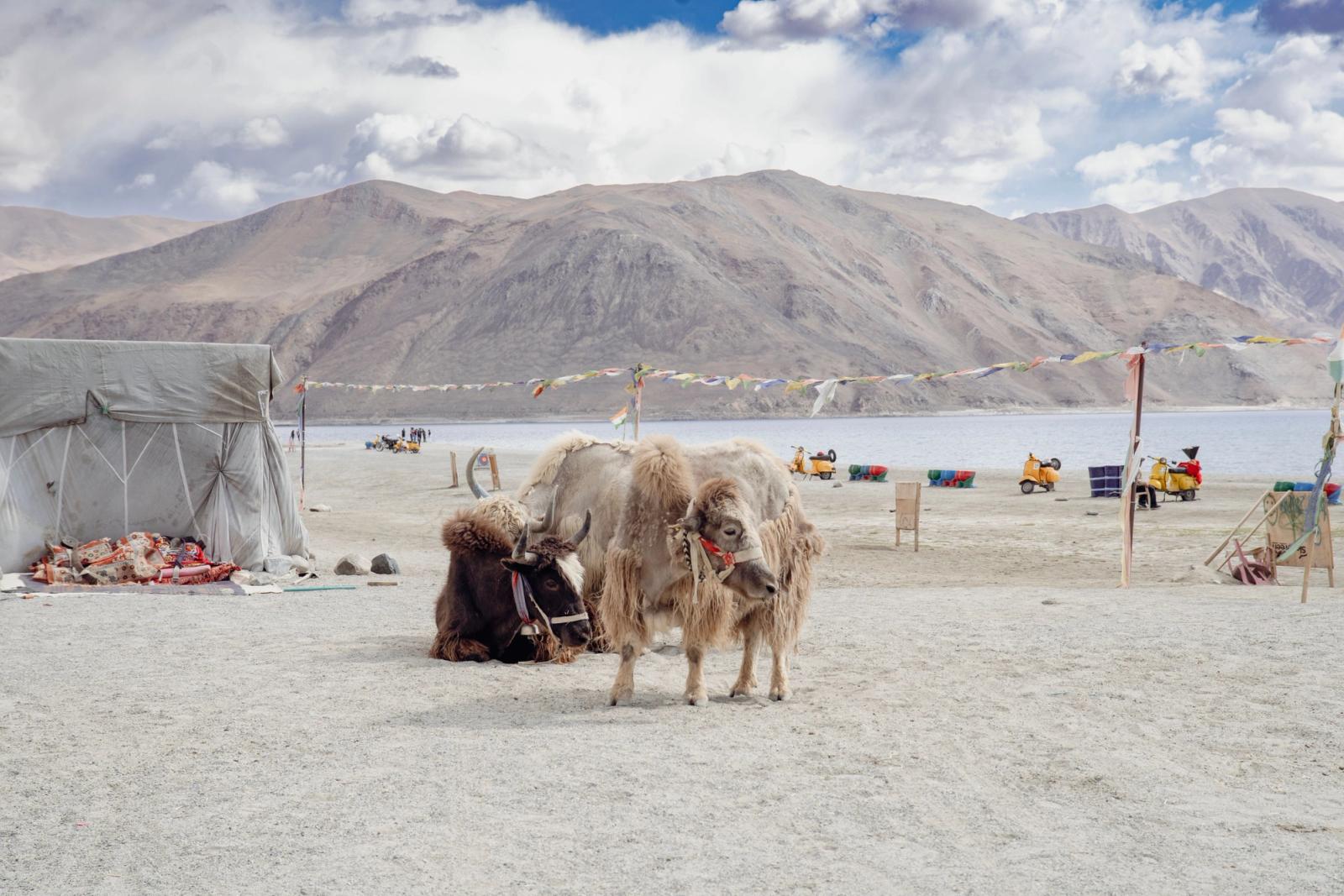 Virgo Cottages, Pangong lake