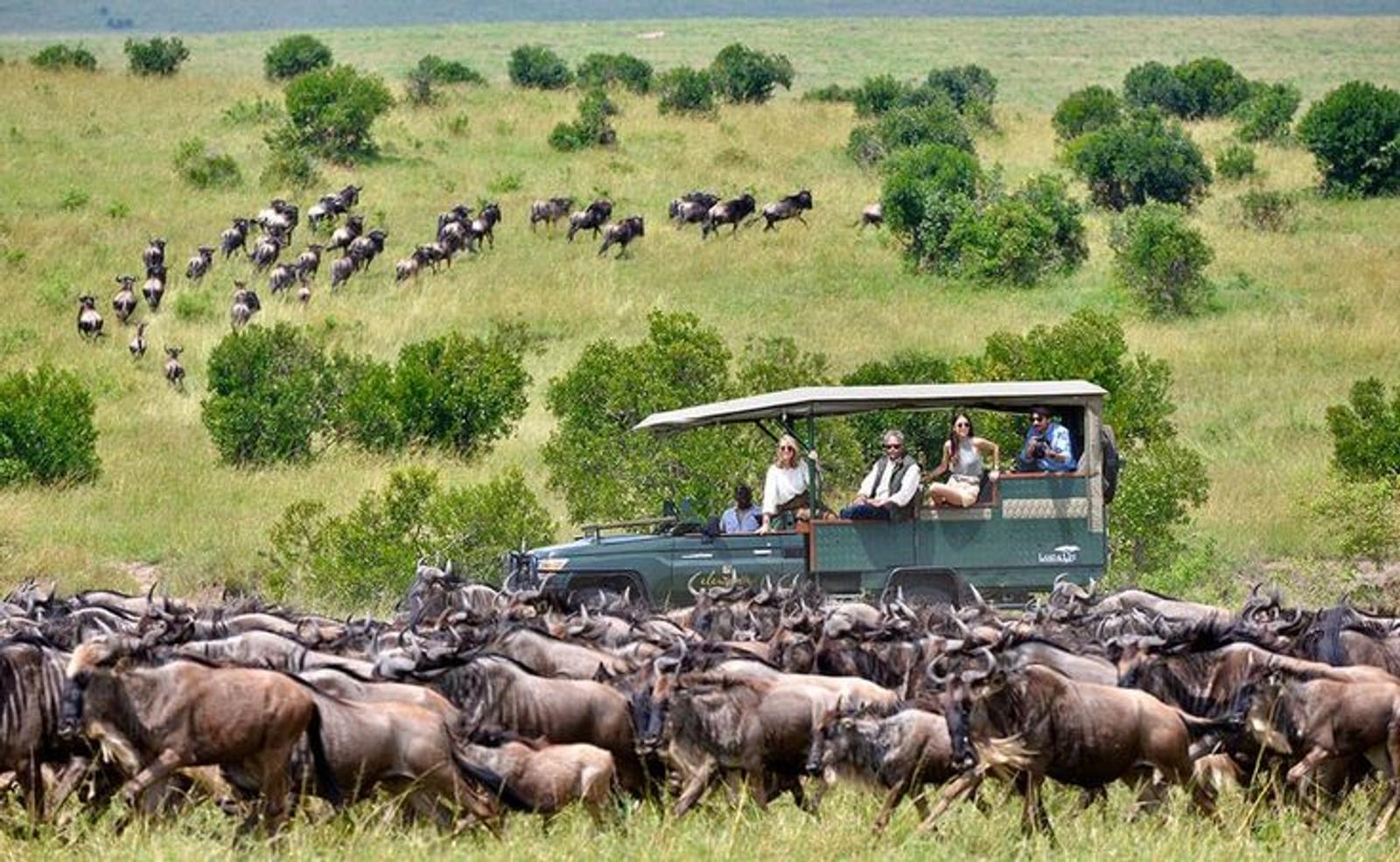 Great Migration game drives