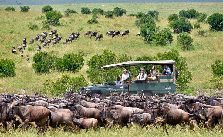 Great Migration game drives