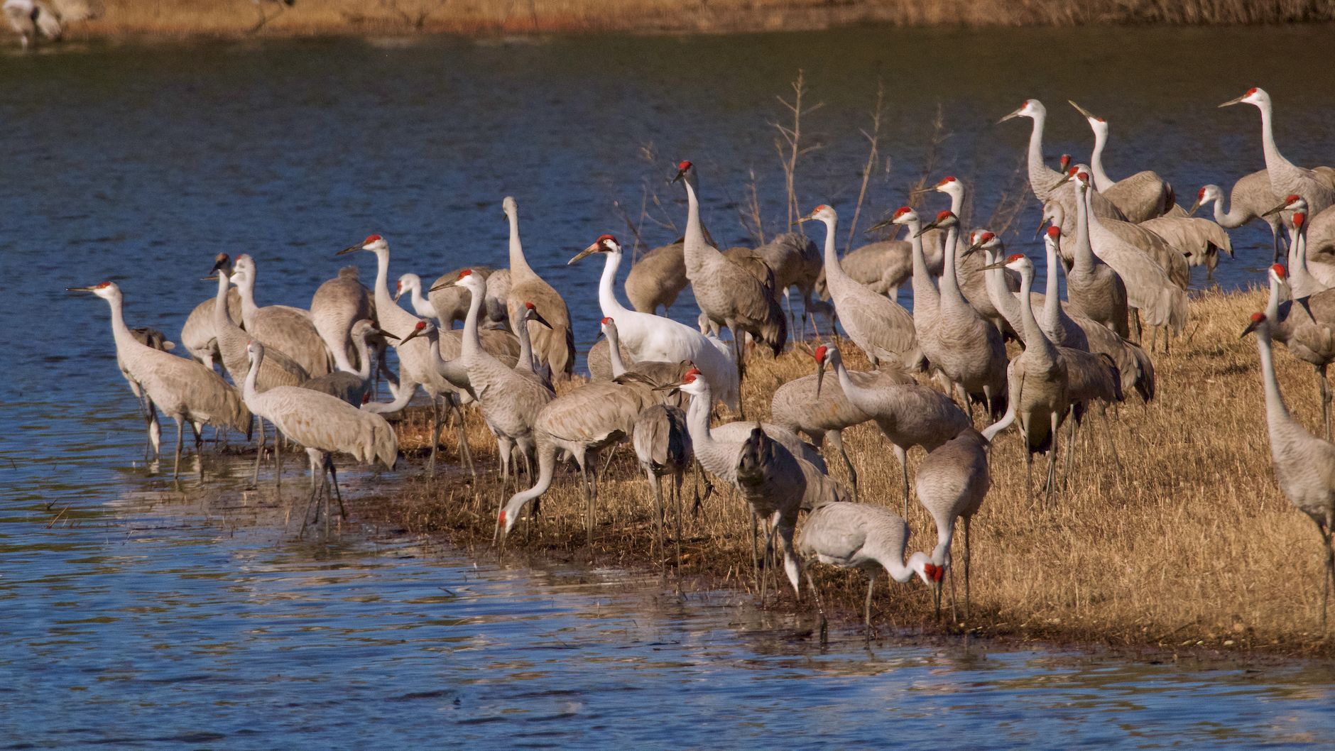 Black necked cranes — Gangtey, Bhutan