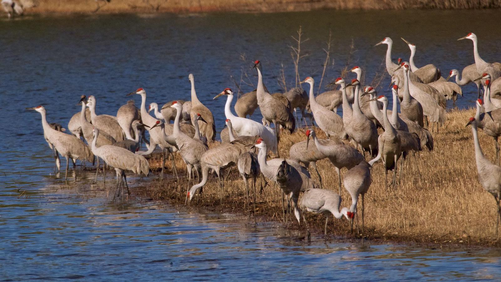 Black necked cranes — Gangtey, Bhutan