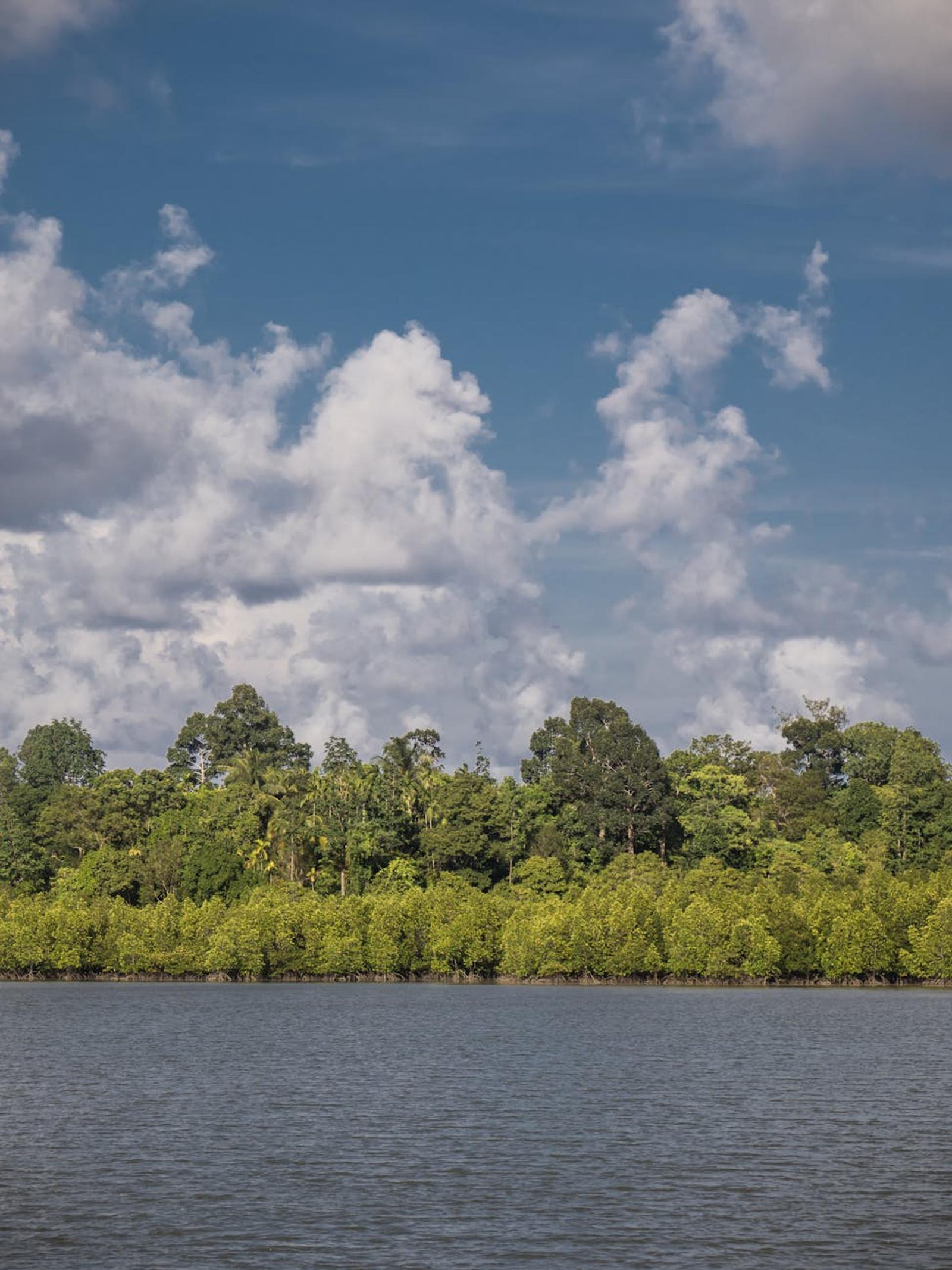 Stunning view of a mangrove forest in Port Blair, India against a bright blue sky