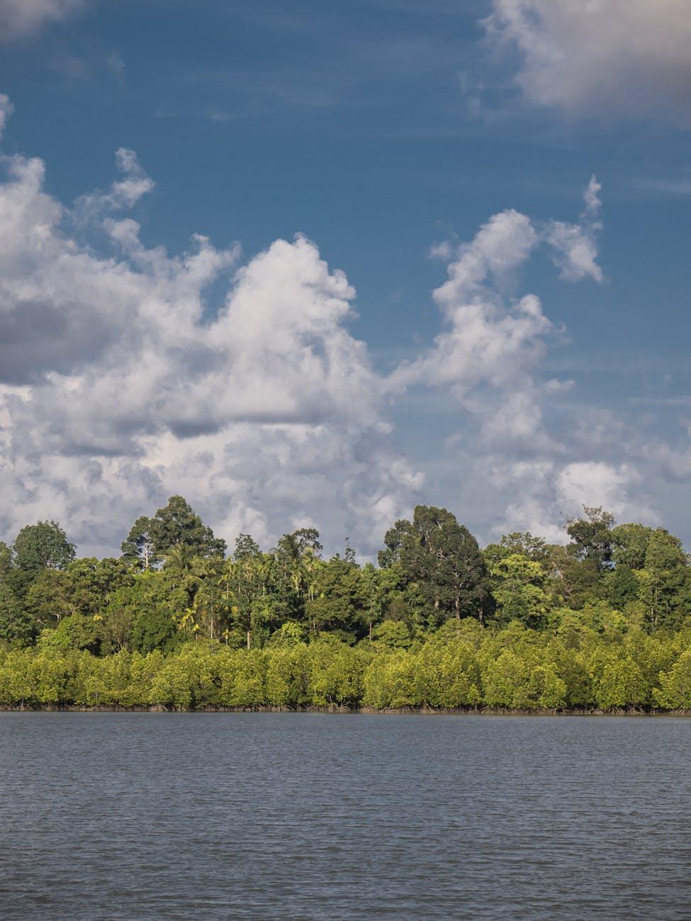 Stunning view of a mangrove forest in Port Blair, India against a bright blue sky