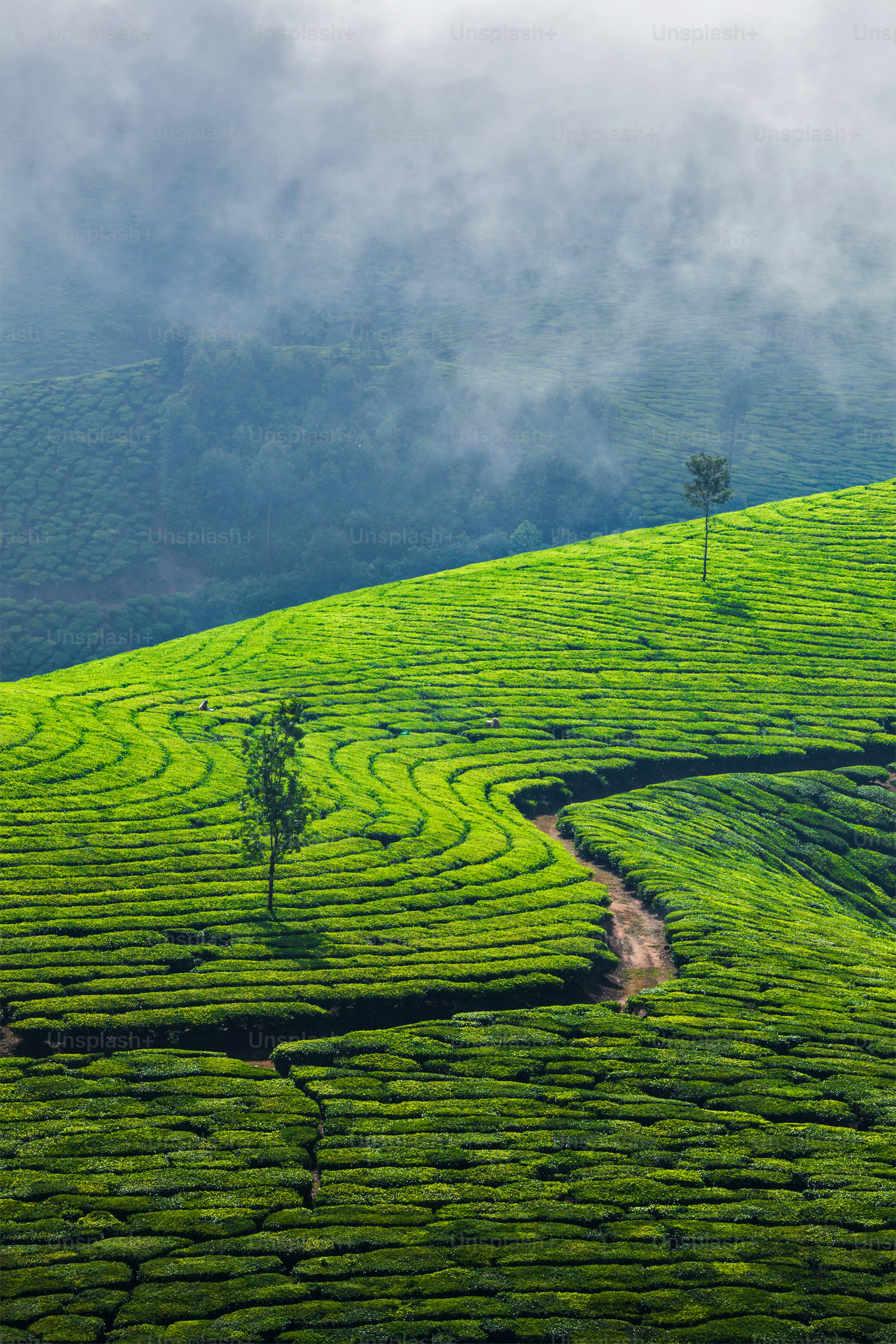 Glimpses of Kerala (4 Nights / 5 Days)