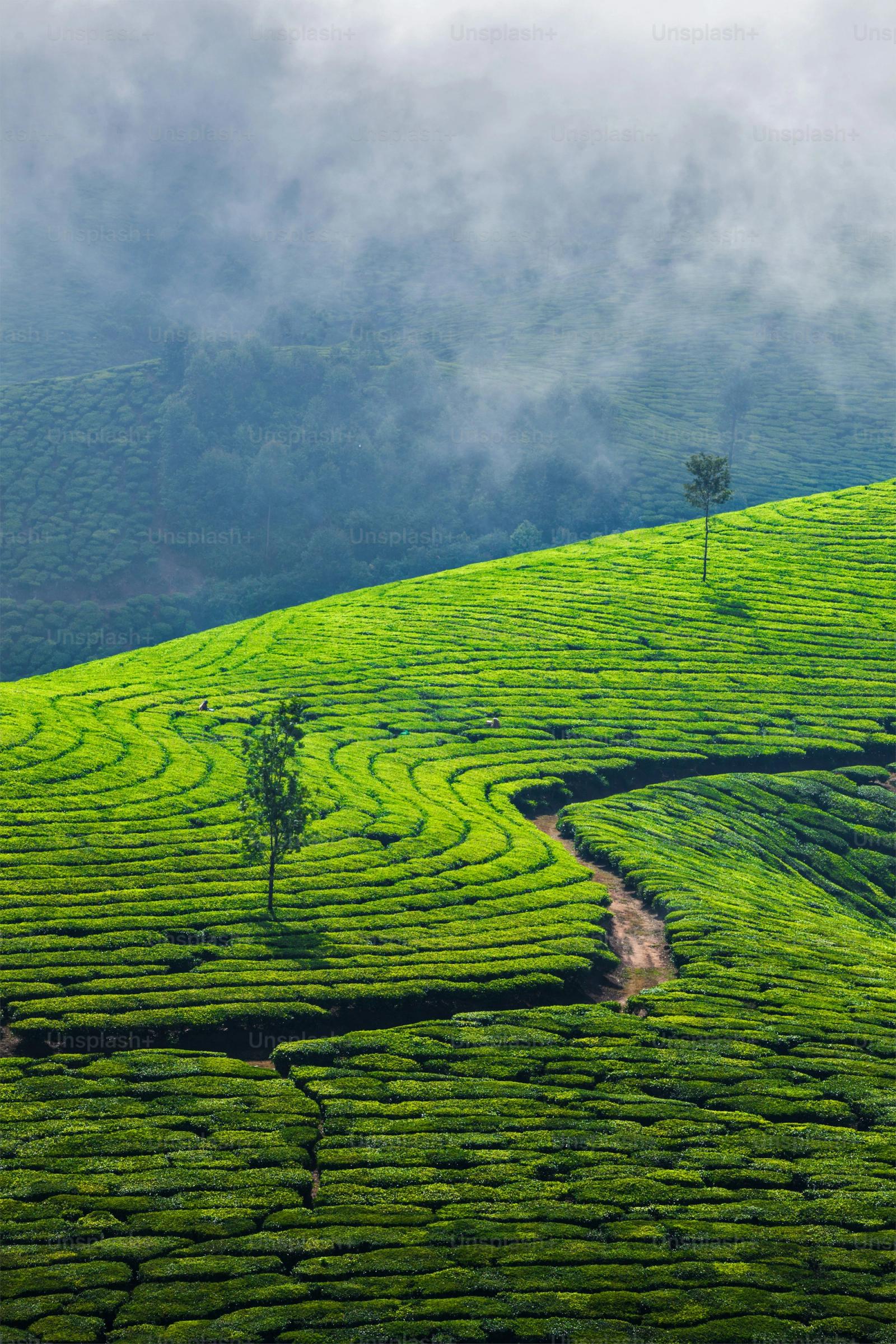 Glimpses of Kerala - Munnar tea hills and backwaters