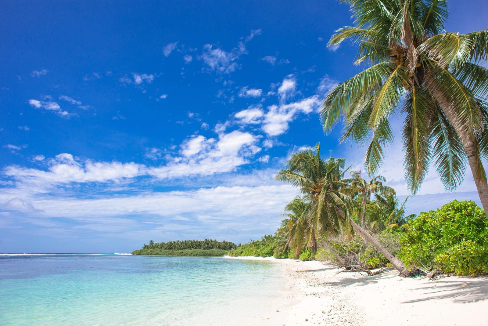 Peaceful beach scene in the Maldives featuring clear skies, palm trees, and turquoise waters
