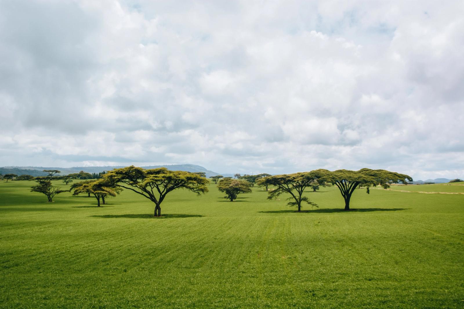 Lush green savanna landscape with iconic acacia trees under a cloudy sky