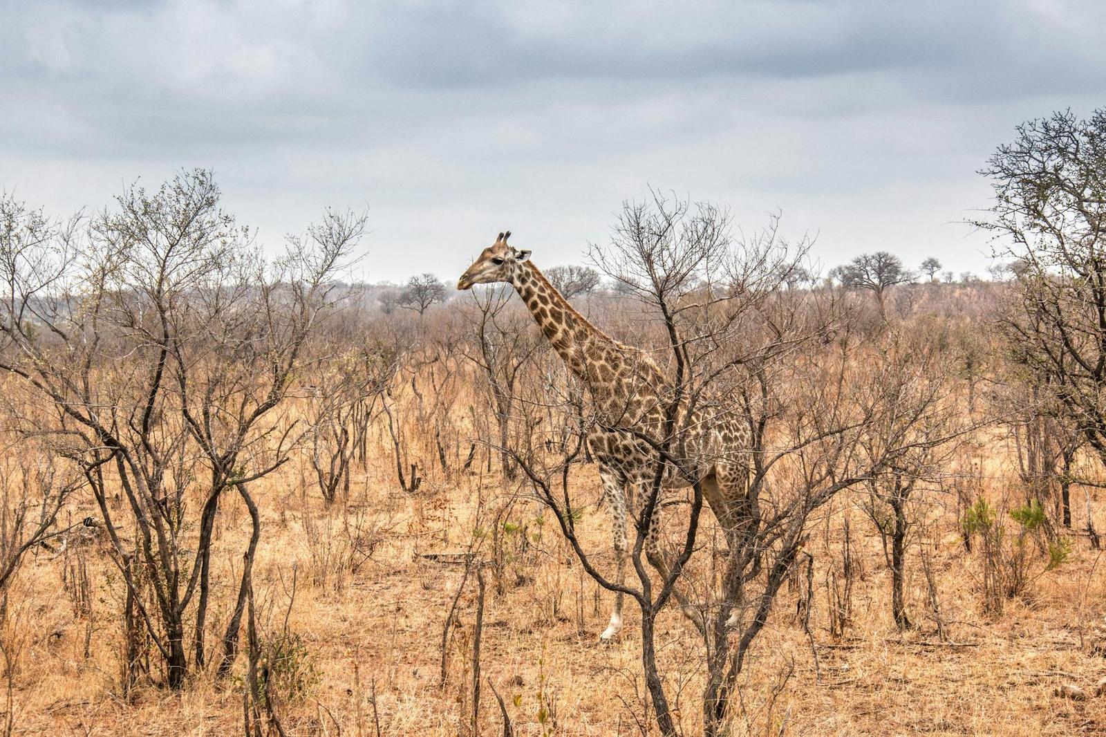 Kruger Safari, South Africa