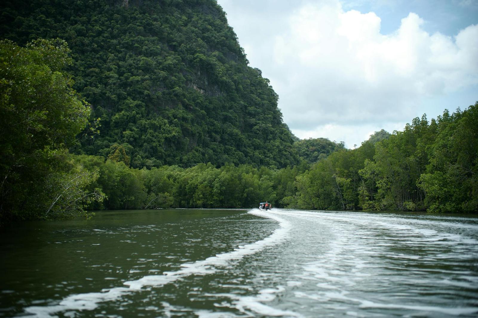 Experience a tranquil river cruise through Langkawi's lush forests with stunning natural scenery