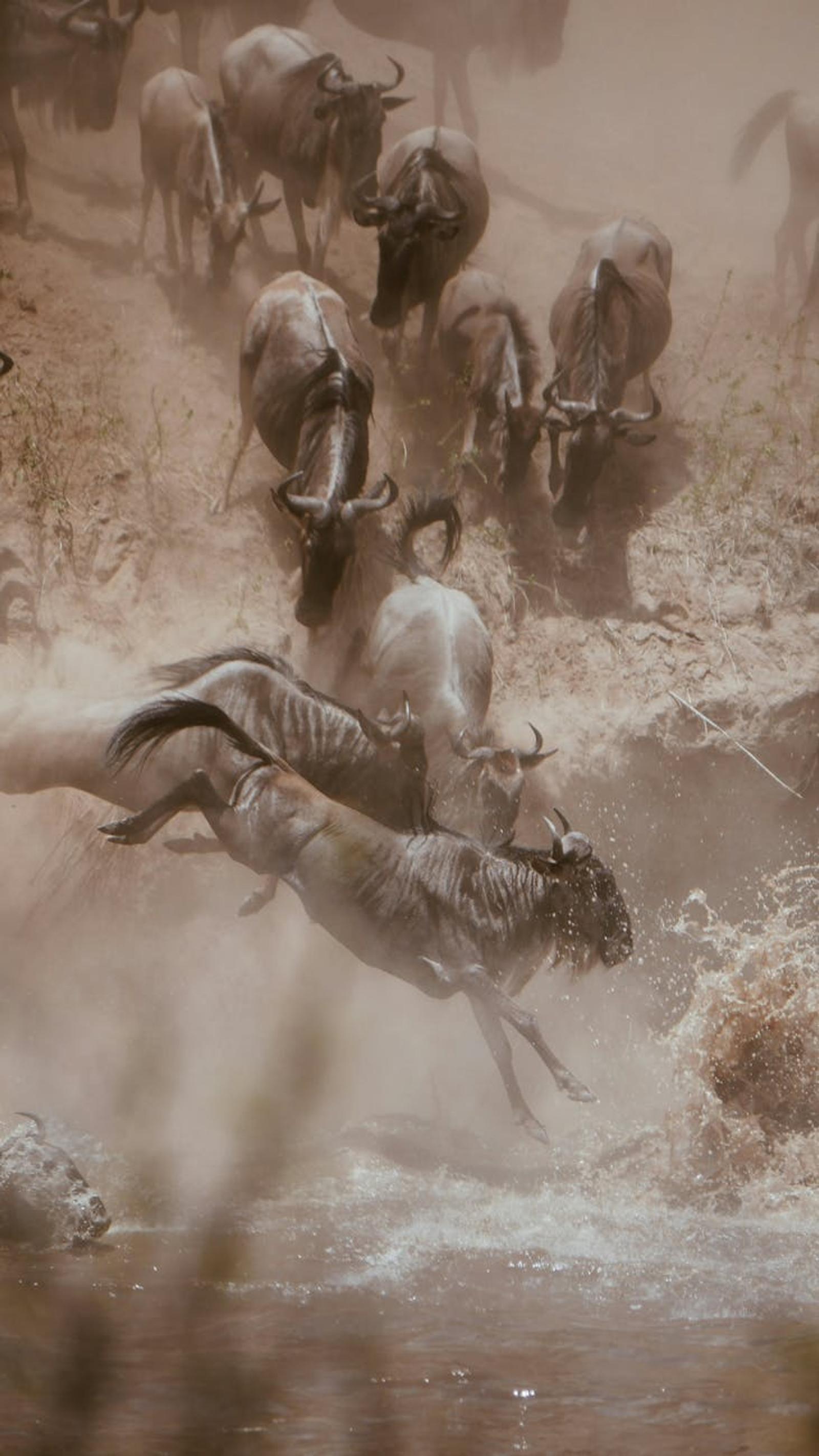 Wildebeest leaping down a dusty riverbank amid a chaotic river crossing