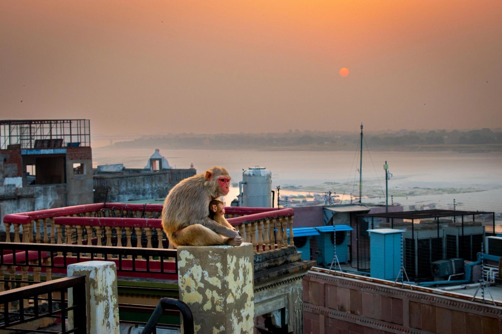 A mother monkey with her baby sits atop a rooftop in Varanasi, India, at sunset, overlooking the Ganges River