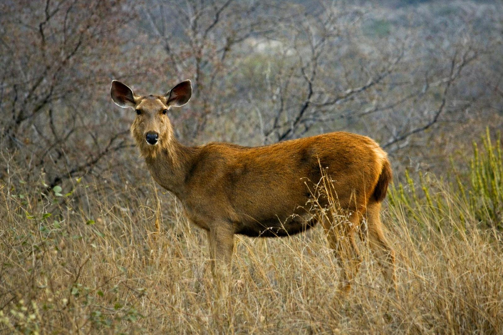 Sambar deer standing alert in dry golden grassland