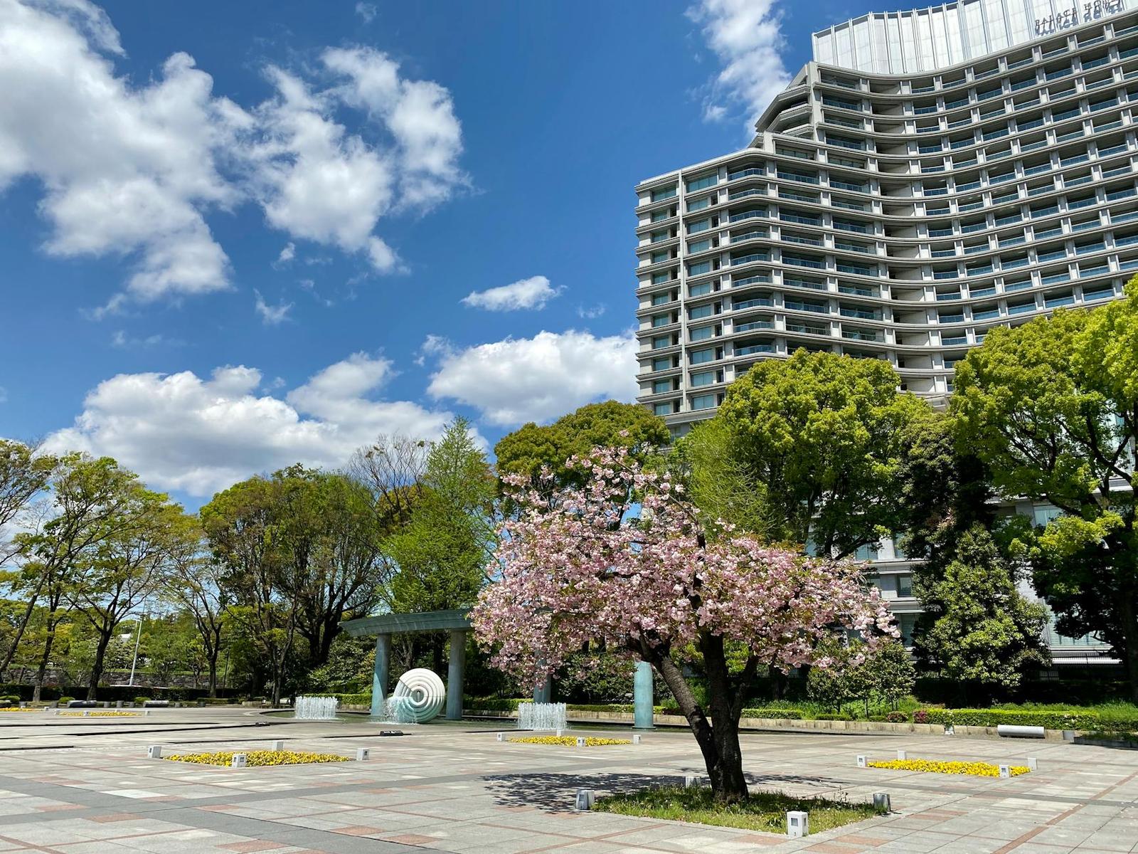 A blossoming tree in a paved plaza in front of a tall building
