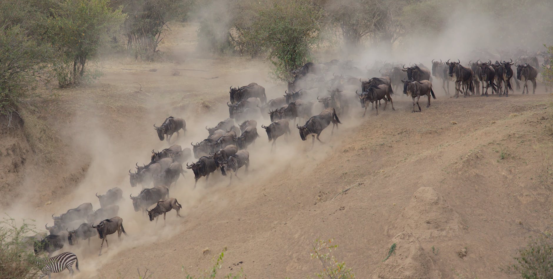 Wildebeest pouring across — Serengeti, Tanzania