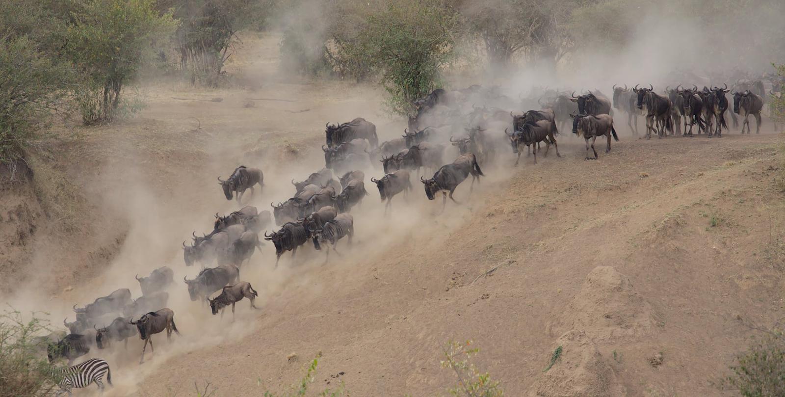 Wildebeest pouring across — Serengeti, Tanzania