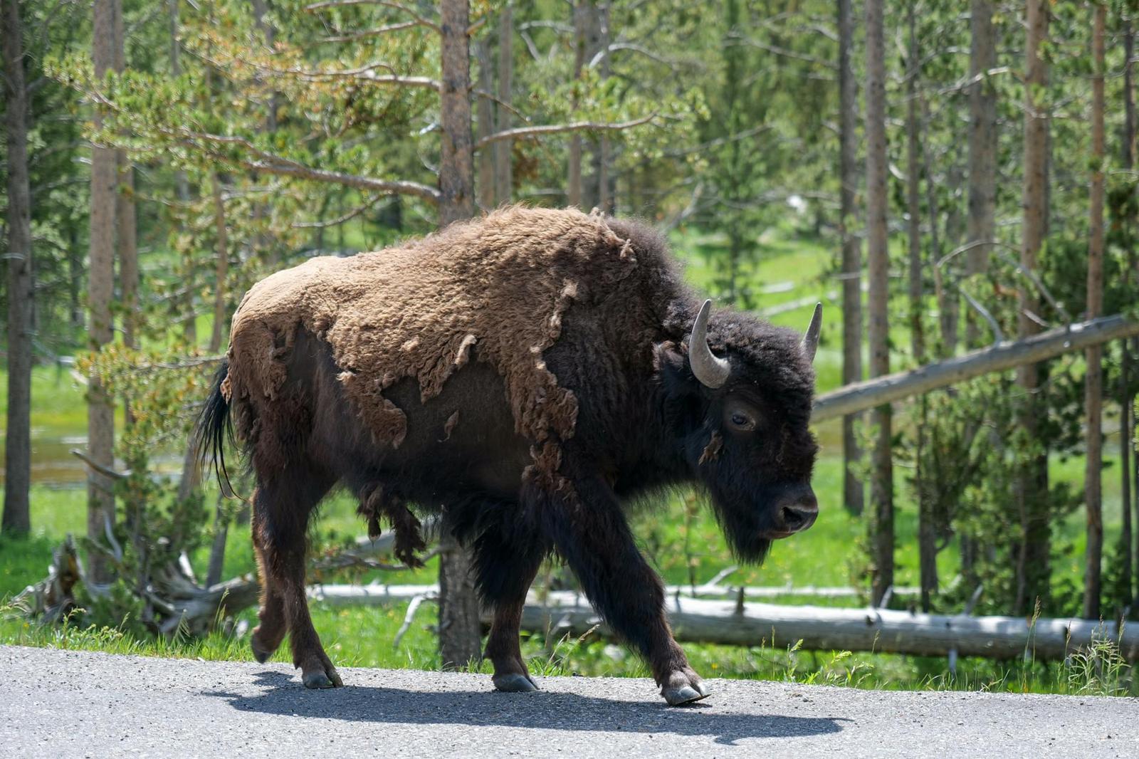 Buffalo on day 6, USA