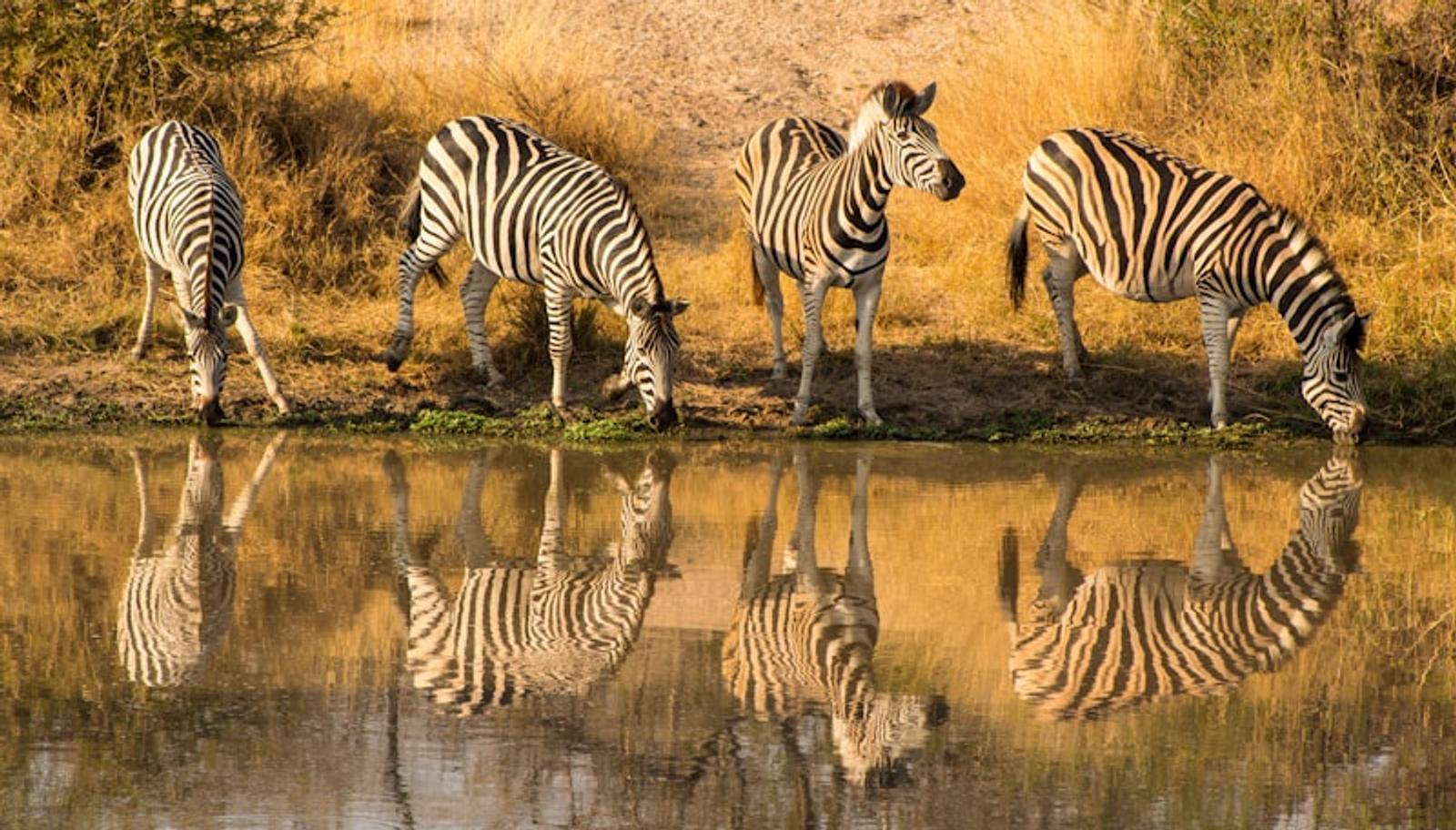 Kruger elephant safari South Africa