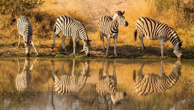 Kruger elephant safari South Africa