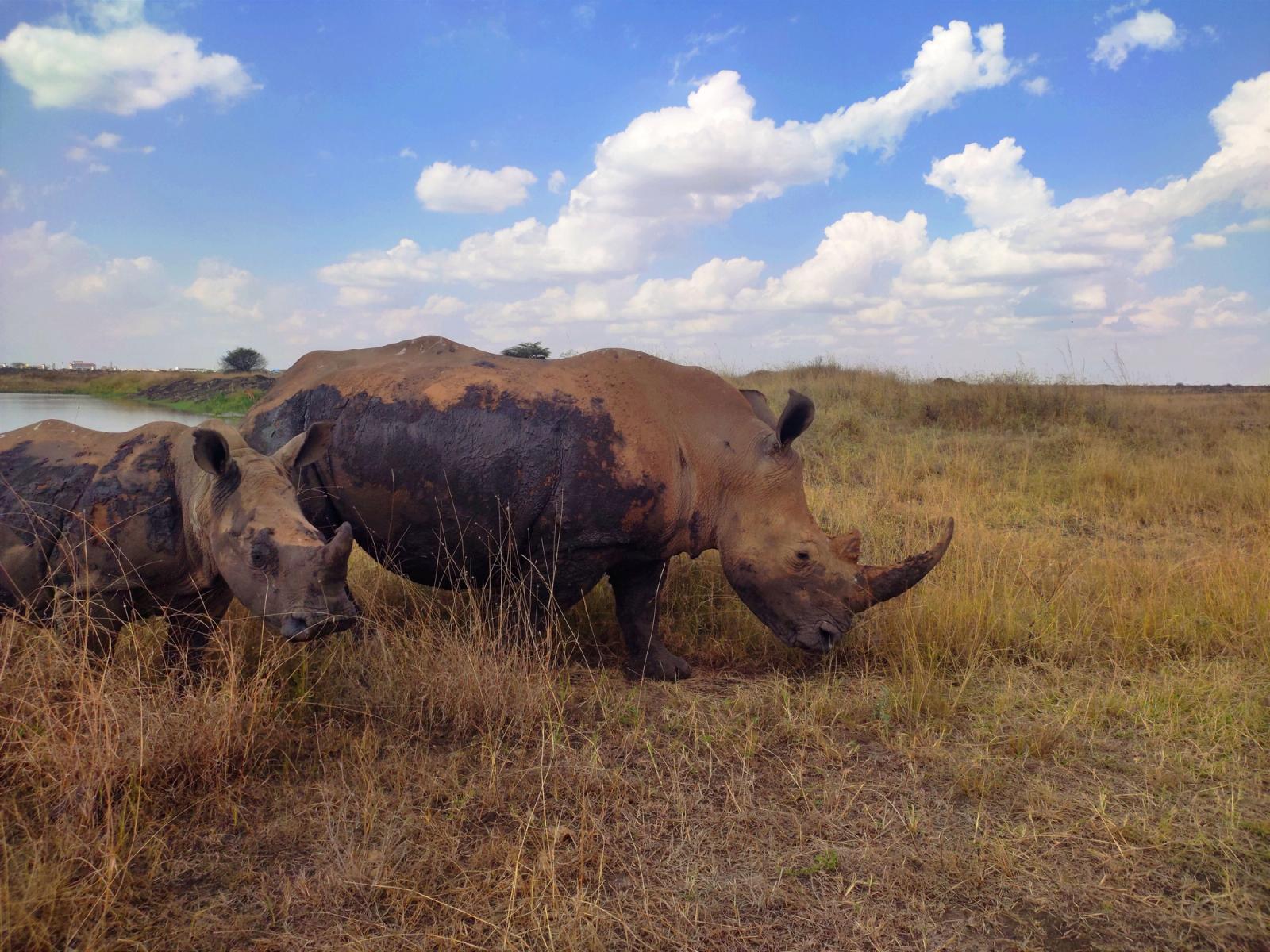 Two rhinos graze in the savanna near Nairobi, Kenya under a bright sky