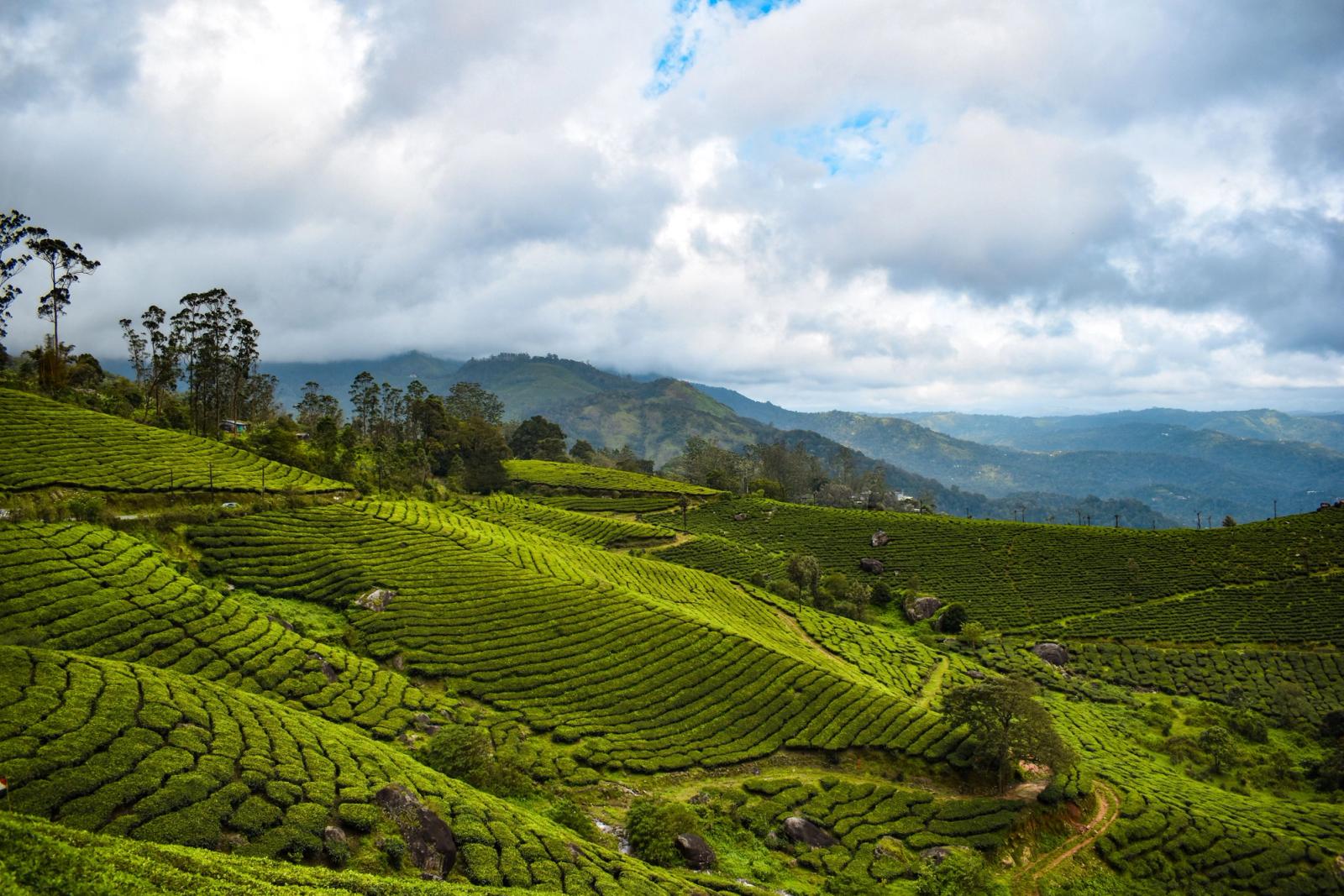 Stunning view of tea plantations under a cloudy sky in Munnar, India, showcasing the vibrant green landscape