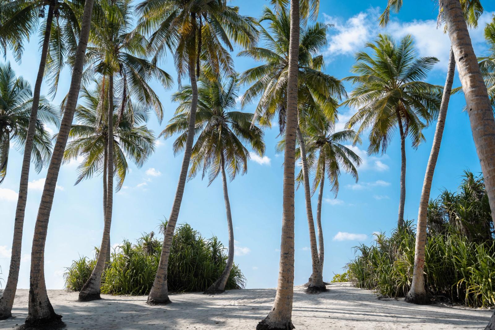 Serene palm-lined beach in Fuvahmulah, Maldives, perfect for a tropical getaway