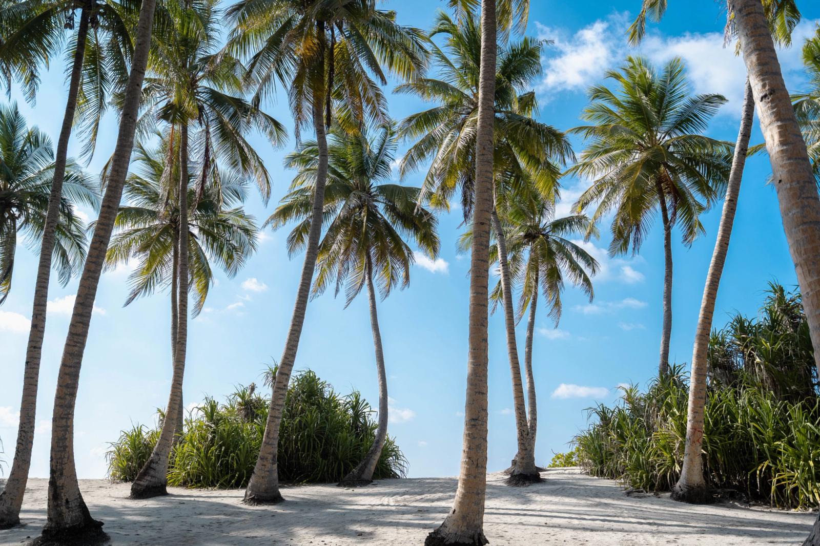 Serene palm-lined beach in Fuvahmulah, Maldives, perfect for a tropical getaway