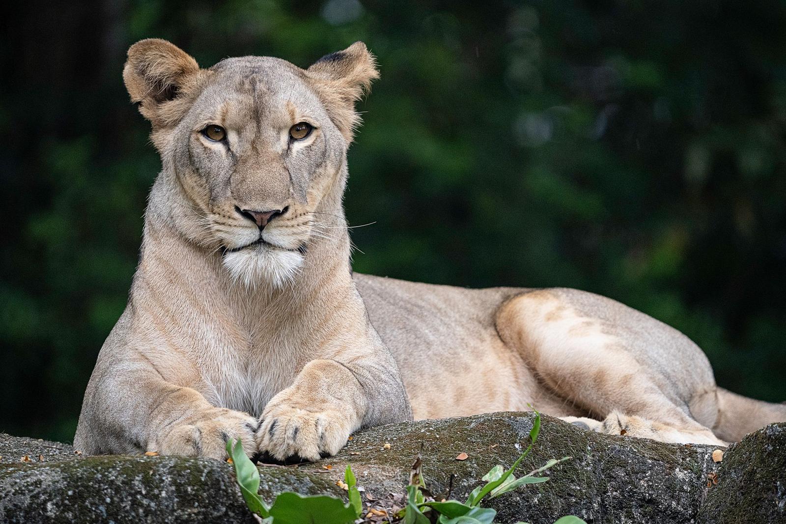 Singapore Zoo & Night Safari, Singapore