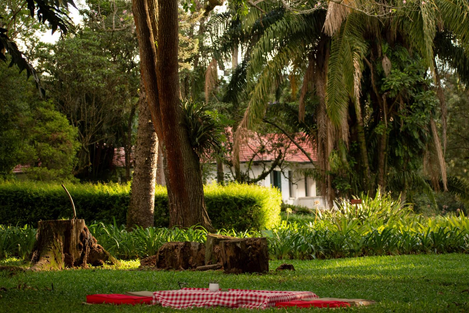 A serene picnic spot surrounded by lush tropical greenery and trees