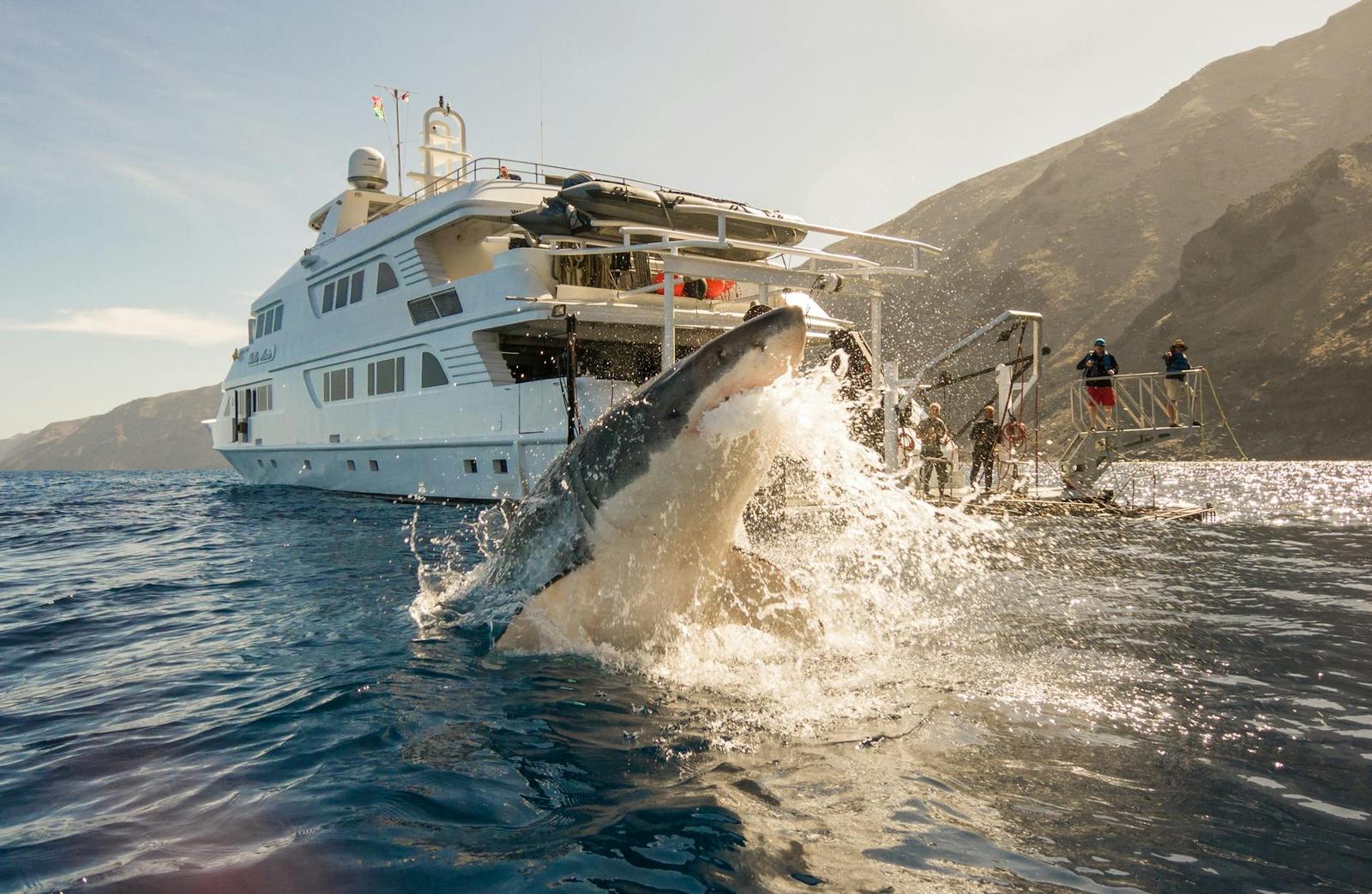 Shark Cage Diving, South Africa