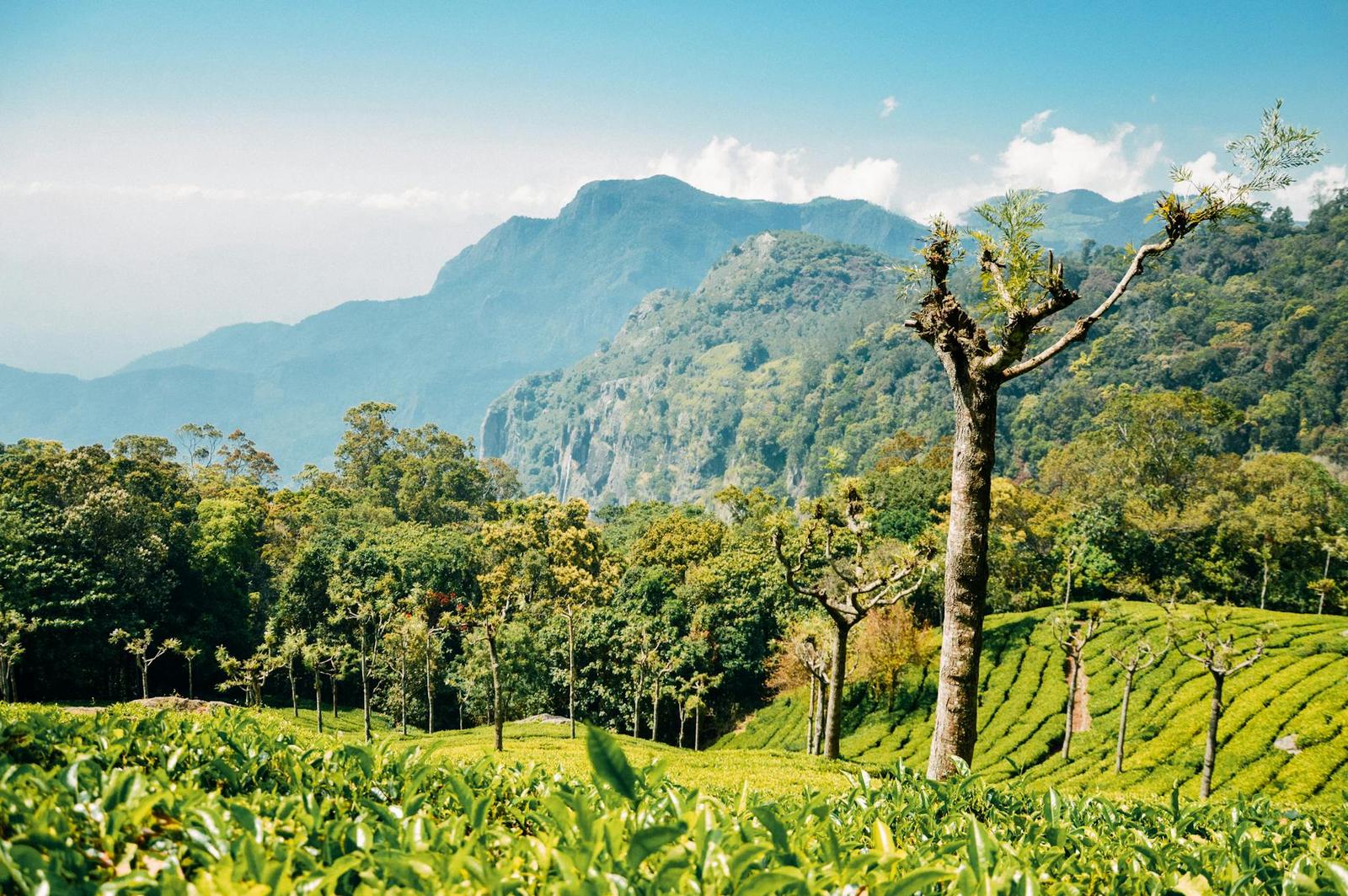 A lone tree overlooking forested hills and a tea plantation