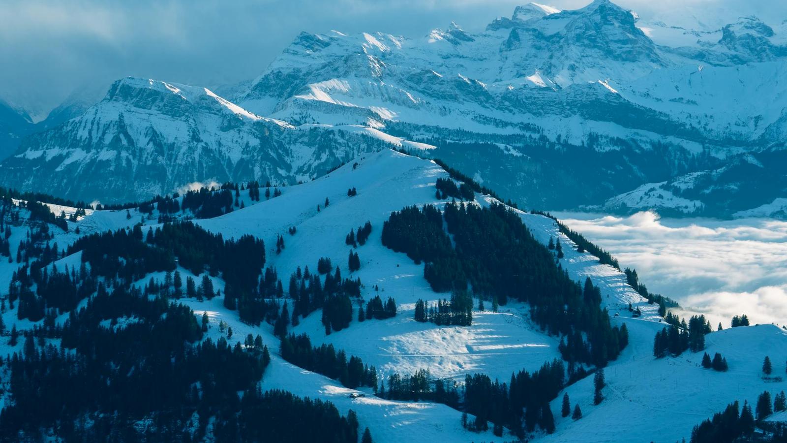 Snow-dusted forested ridge rising above a sea of clouds in cool blue light