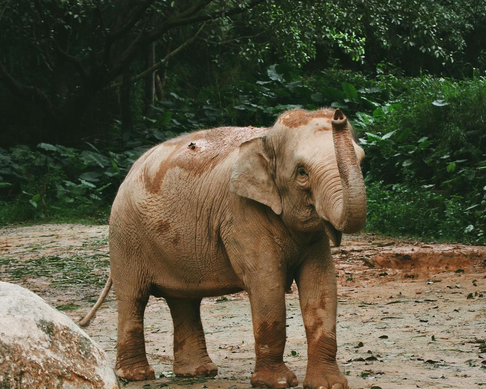 Close-up of an Asian elephant standing in a lush jungle setting