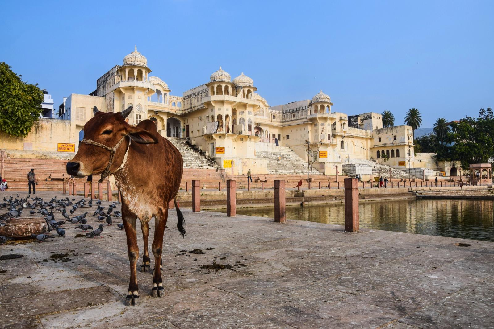 A cow stands near the lakefront with a historic palace in the background in Rajasthan, India