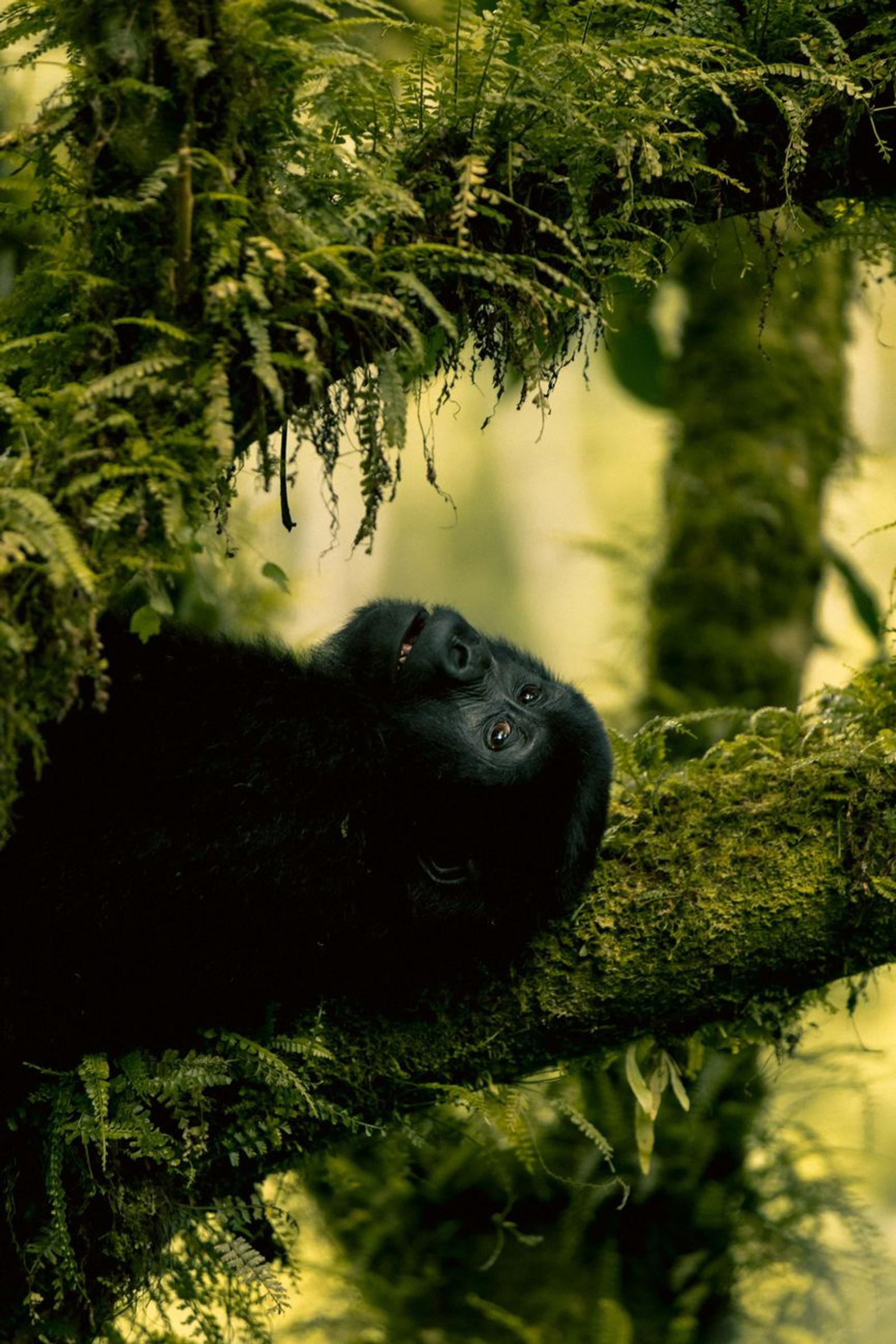 Young gorilla resting its head on a mossy branch in dense forest