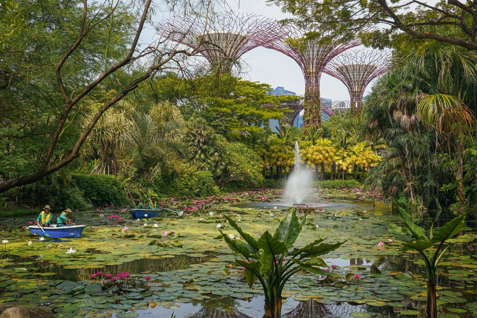 Lush greenery and boats in a pond at Singapore's Supertree Grove, a serene escape in the city