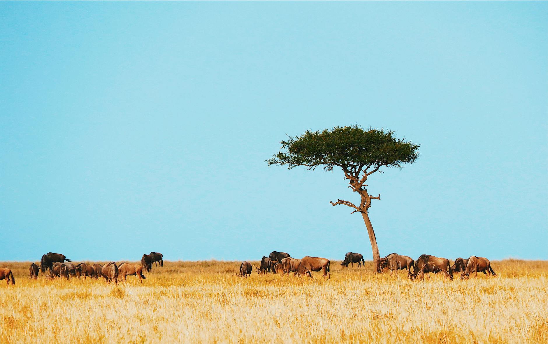 Serengeti National Park — Kenya