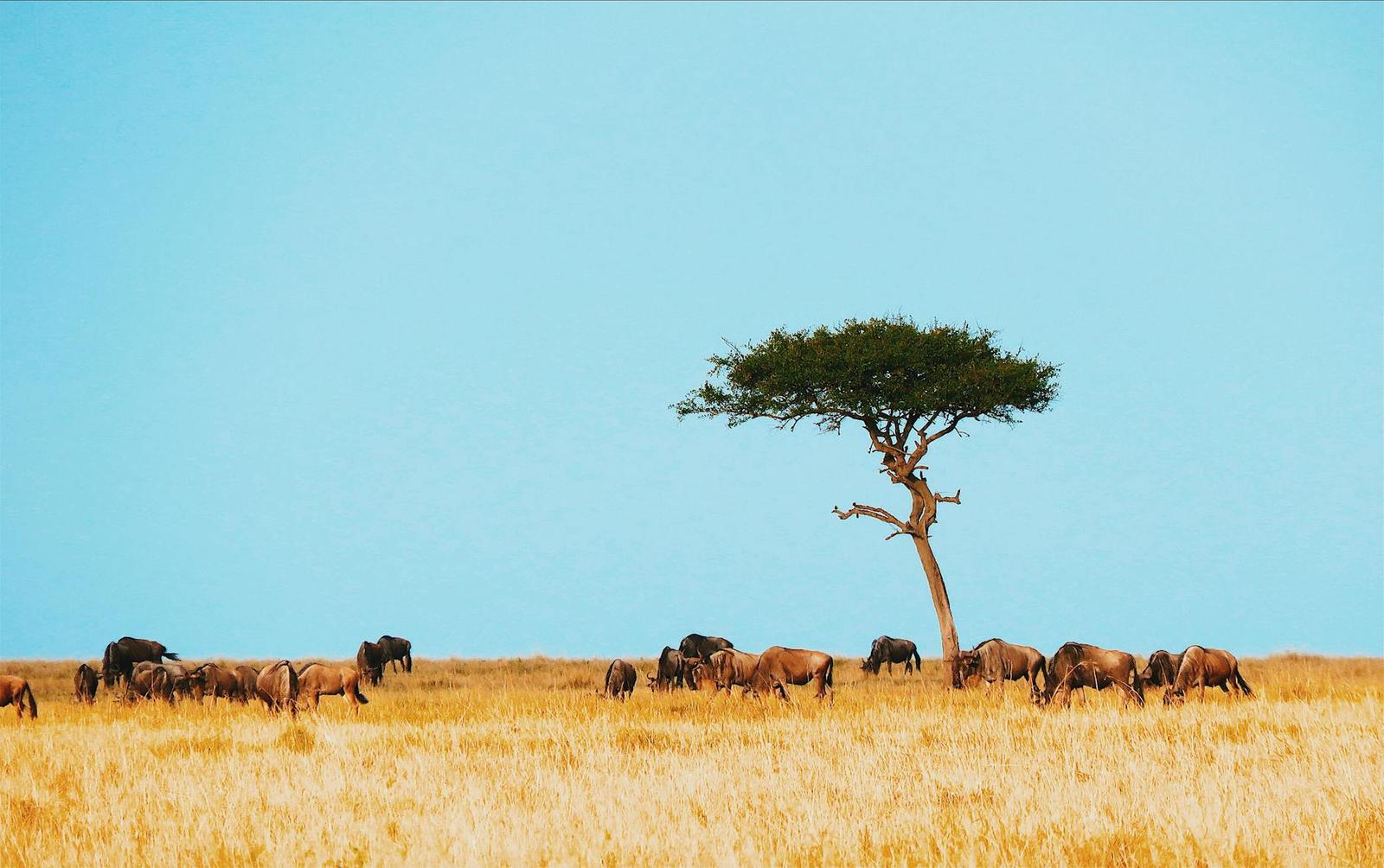 Lone acacia tree on the savanna with wildebeest grazing beneath it