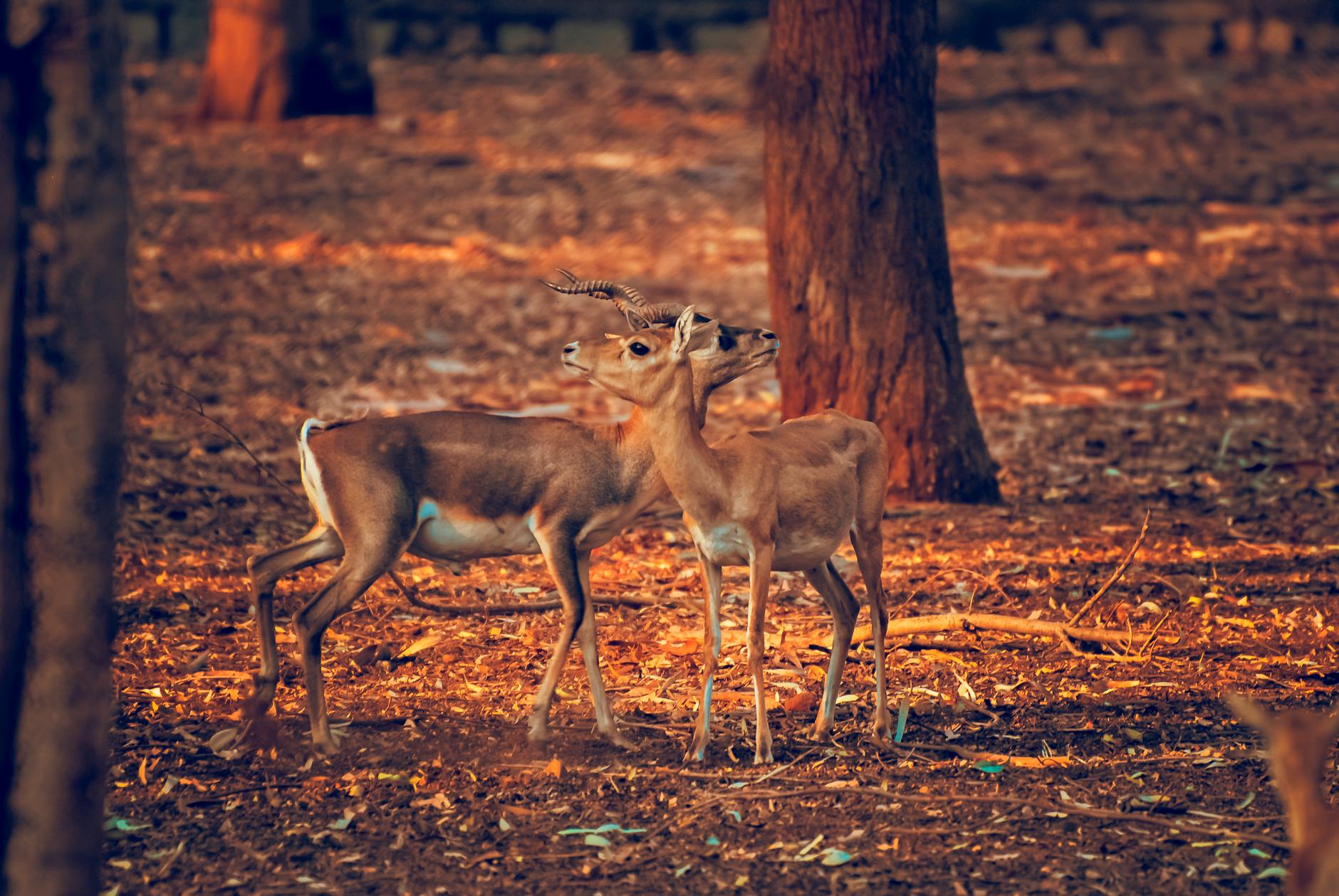 India at golden hour
