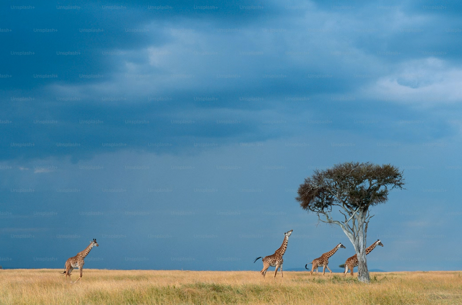 A family of giraffes grazing near a lone acacia tree under stormy skies