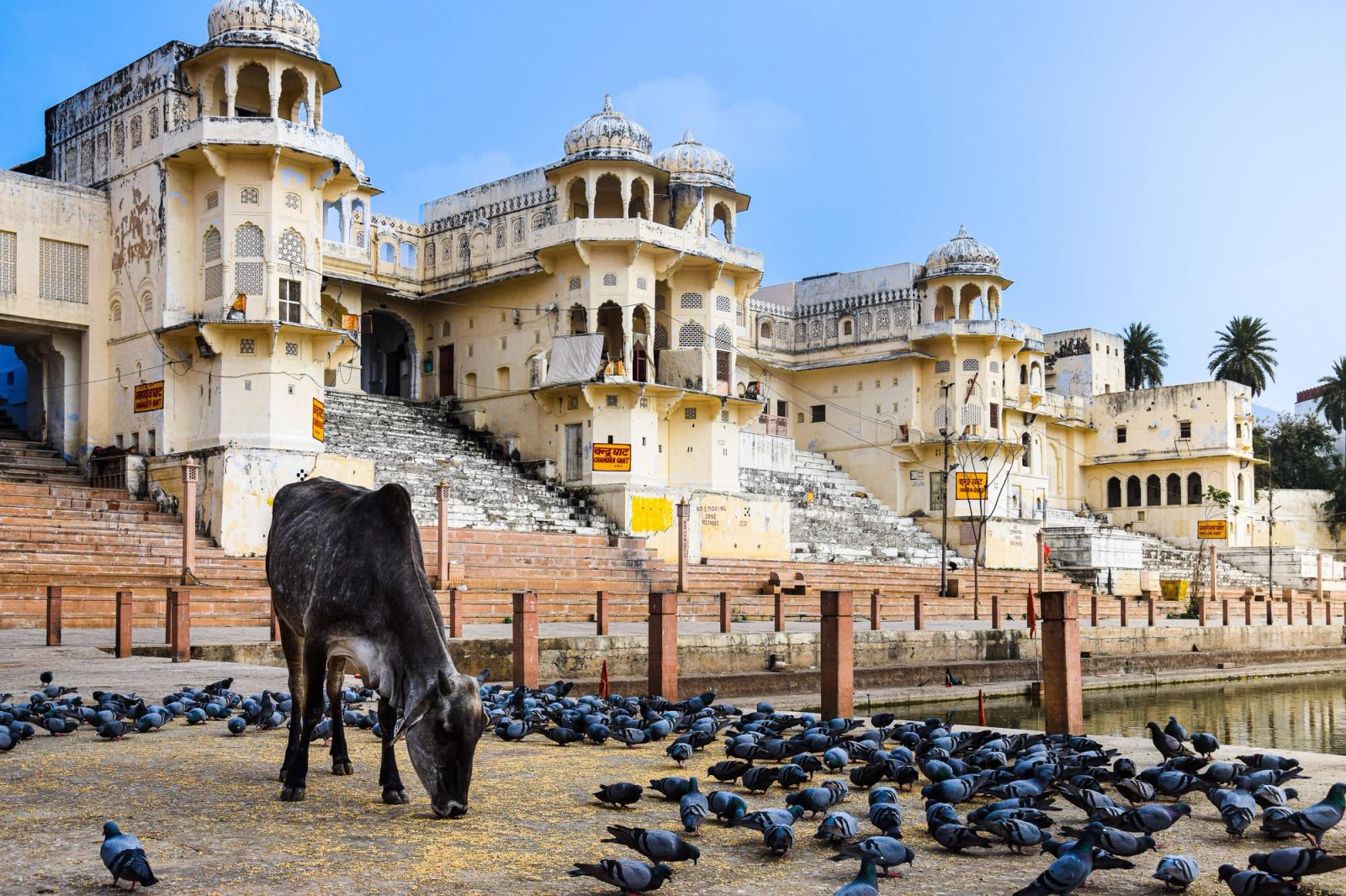 A cow grazing among pigeons before a stepped lakeside palace