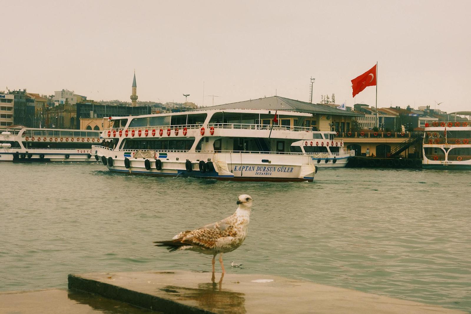 Seagull perched on a dock with a passenger ferry flying a red flag behind