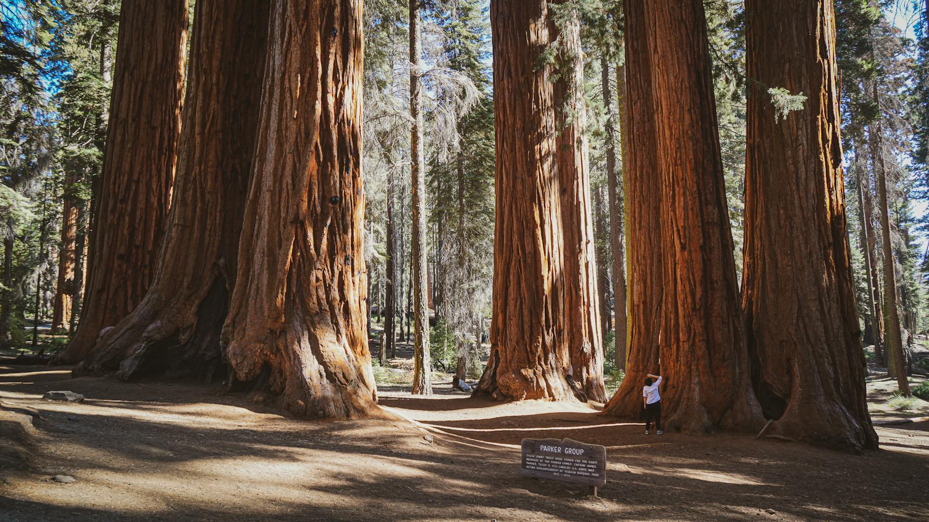 Yosemite & Giant Sequoias, USA