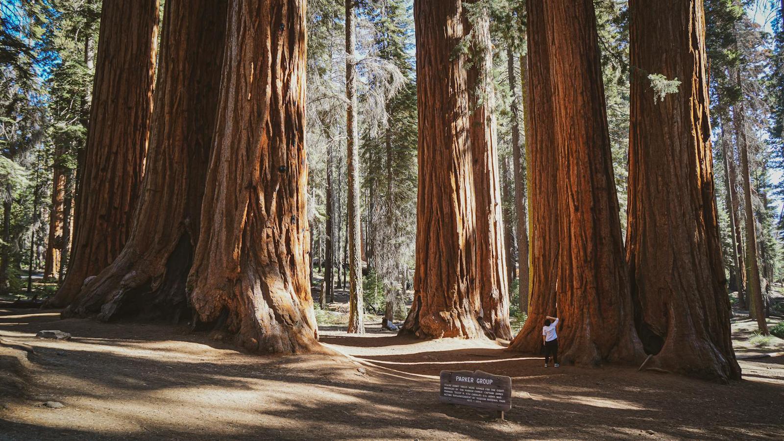 Yosemite & Giant Sequoias, USA